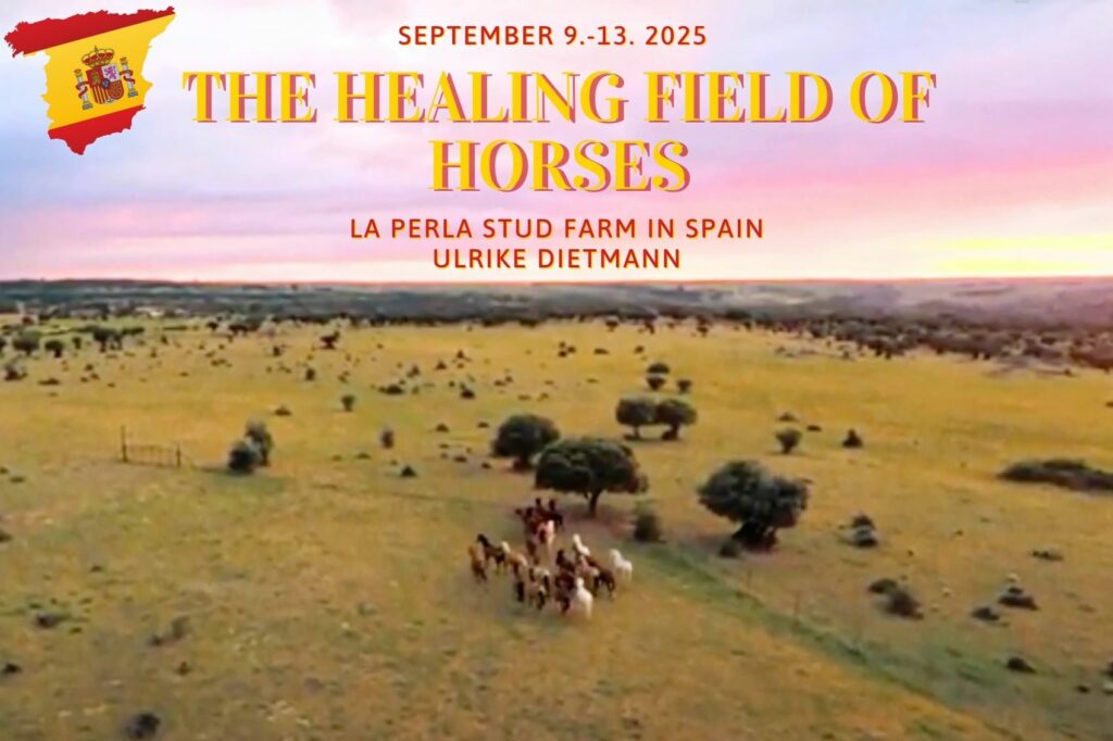 The healing field of horses 9-13. 09. 2025 La Perla Stud Farm in Spain,